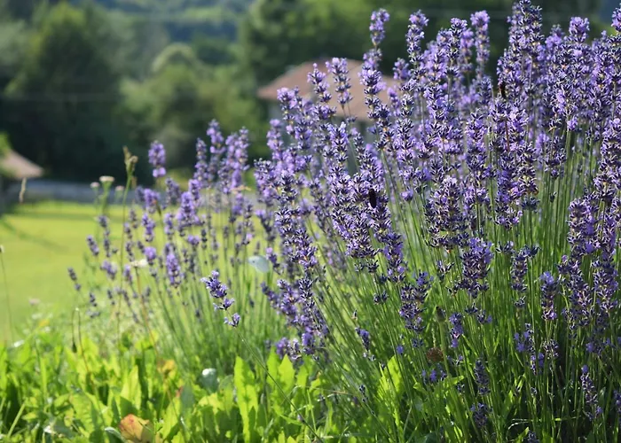 Hébergement de vacances Casa Cere Limana
